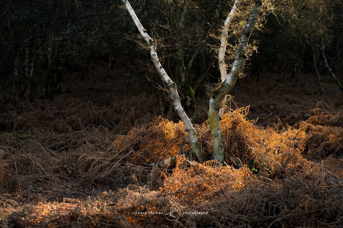 Gold strike - Woodland
