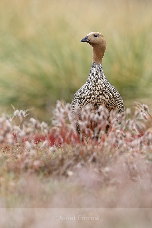 Ruddy-headed Goose standing upright, Carcass Island, Falklands - Ruddy-headed Goose