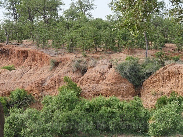 Kruger Park, dry season, Sth Africa - LANDSCAPES & TREES