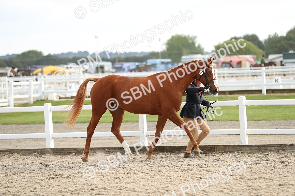 SBM_08559 - Class 28 - IH Veteran Horse