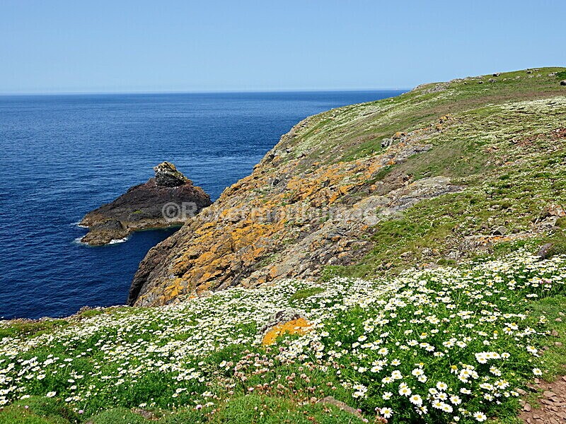 DSC00401 - Skomer 2019