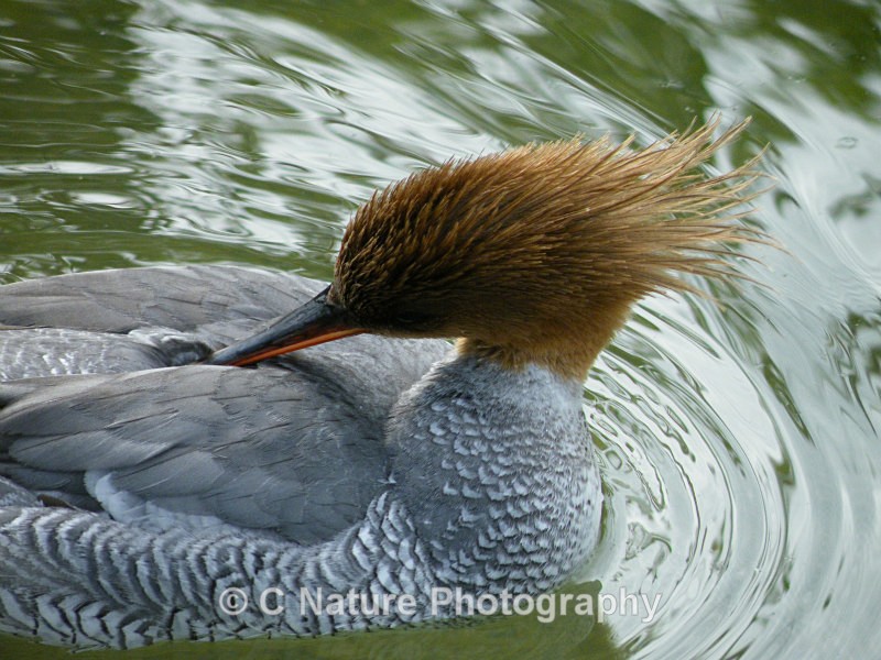 Goosander - Birds