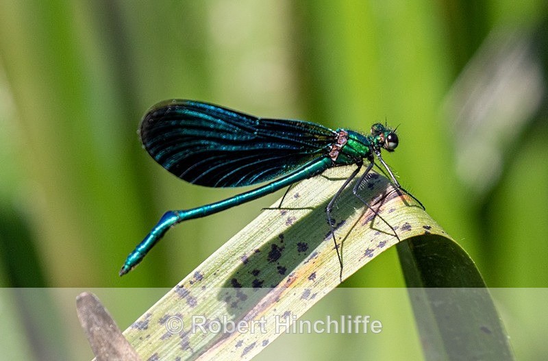 Beautiful Demoiselle - Blank Cards