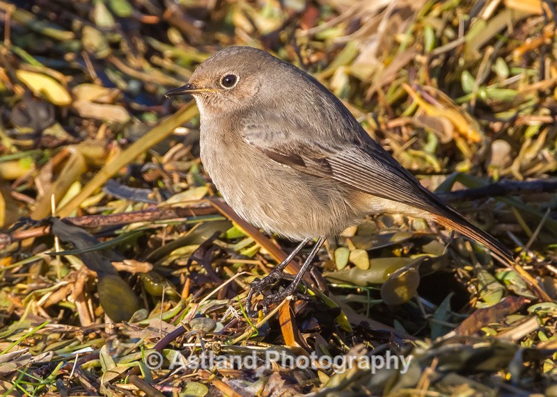 Astland Photography, Bird and Wildlife Images, Susan and Peter Wilson, U.K.
