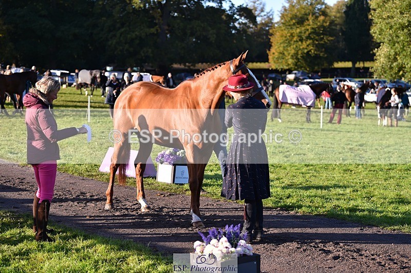 231022-091924-21698 - 663-GROOVY.GUY-Hannah.Watson-TrotUp+SJ