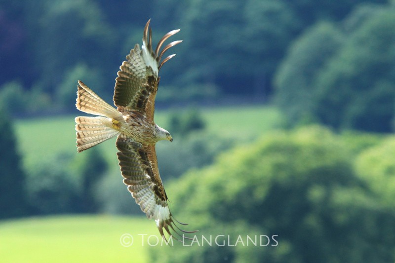 Red Kite - Birds of Prey