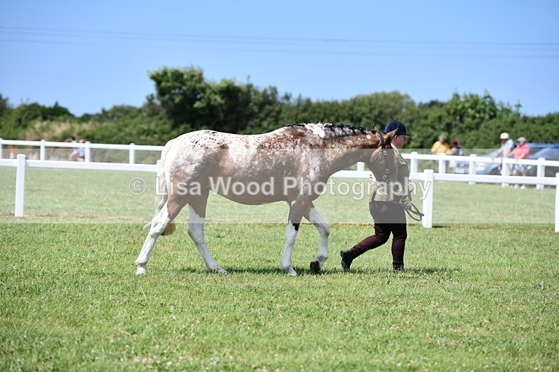 DSC_7453 - Class 63: Coloured Horse Youngstock