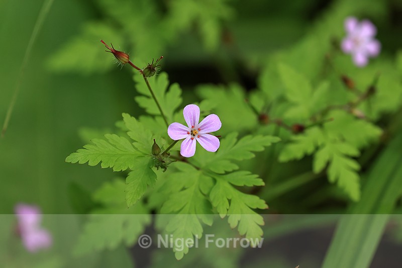 Herb Robert flower, Heddon Valley, Devon, England - PLANTS