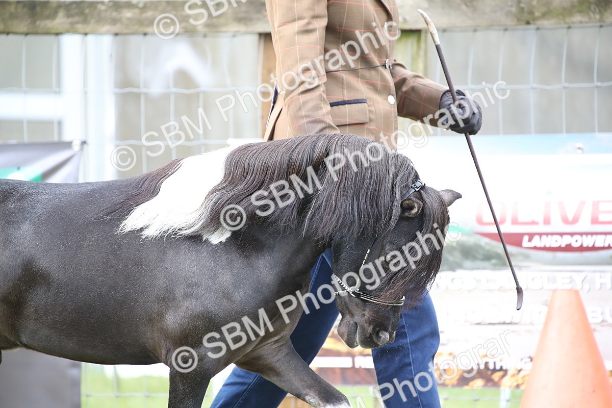 SBM_03670 - Class 23-25 - British Miniature Horse of the Year
