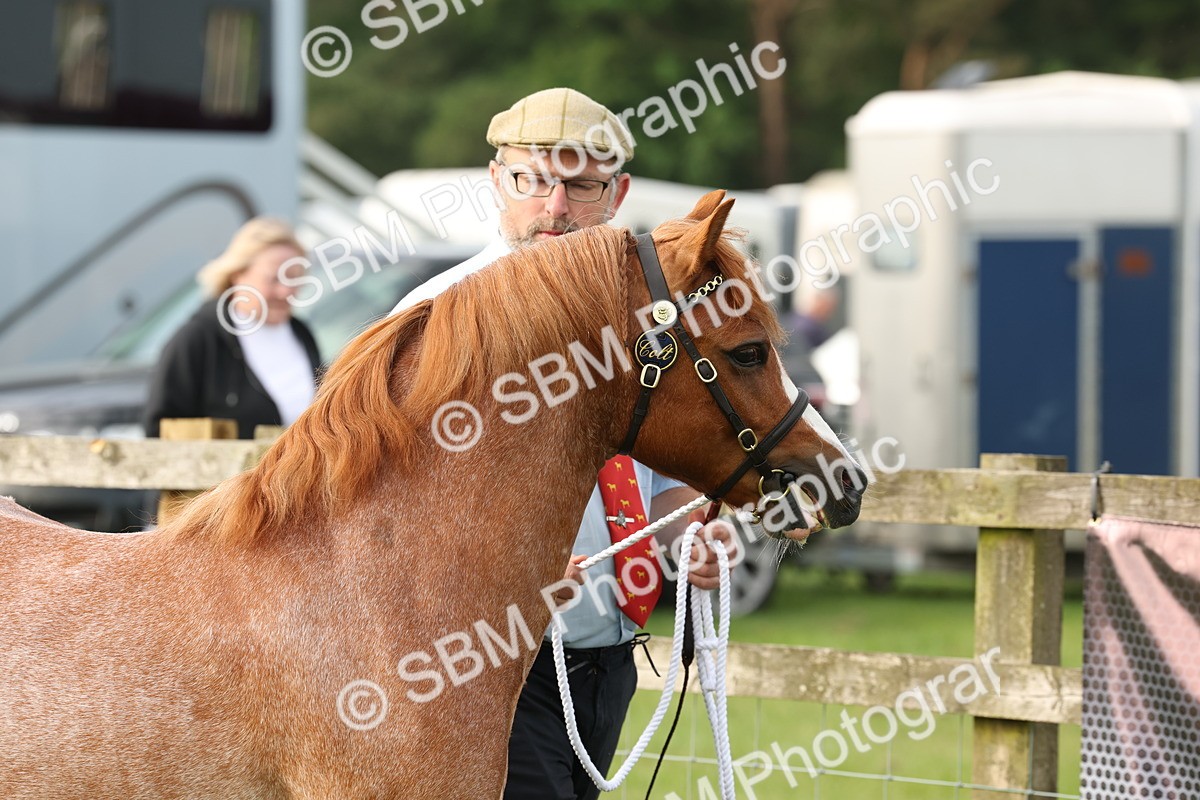 SBM_00382 - Class 6-13 - Mountatin and Moorland In Hand Welsh Breeds