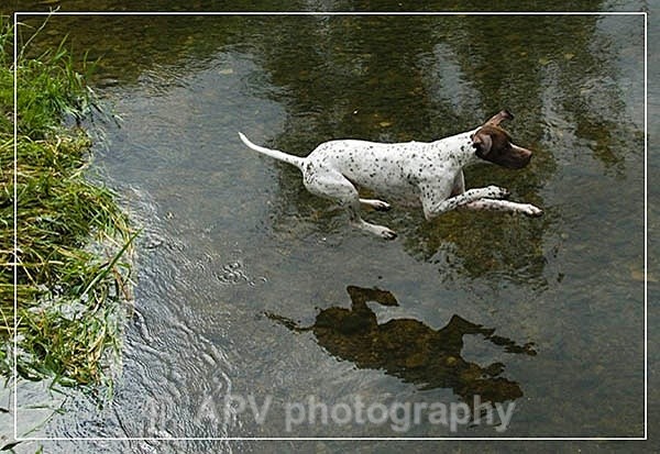 Leap of Faith.. - Dogs'n'Cats
