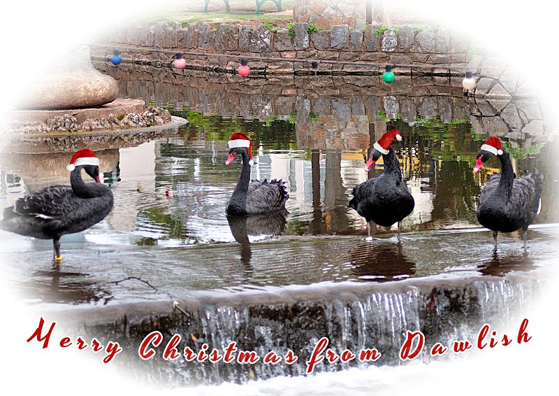 DW38  Xmas card  Black Swans at Dawlish ready for Christmas - Xmas Cards Dawlish