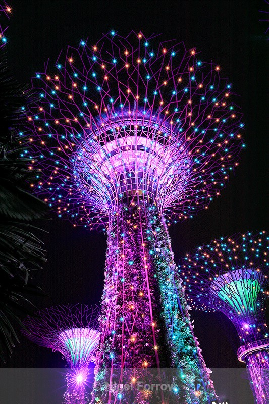 Supertree illuminated pink, Garden Rhapsody light show, Singapore - Singapore