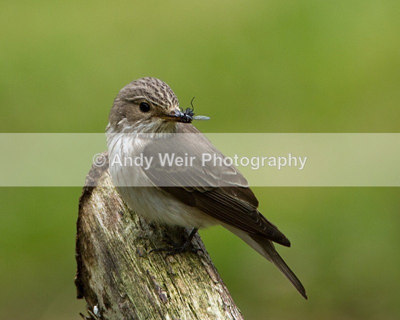 20110613-IMG_5711 - Flycatchers