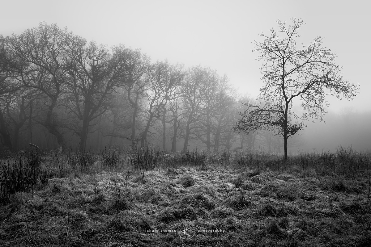 Going it alone - Mono Mist Trees