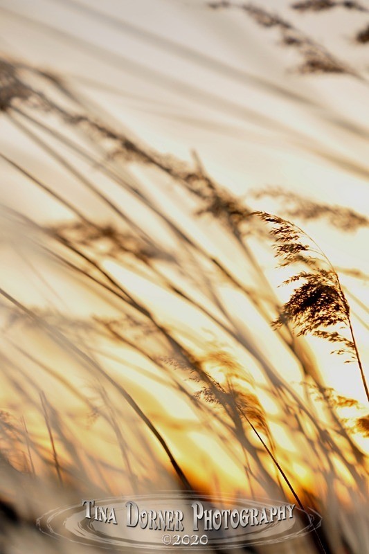 Grasses in Wind  from Plant and Flower Portfolio by Tina Dorner Photography
