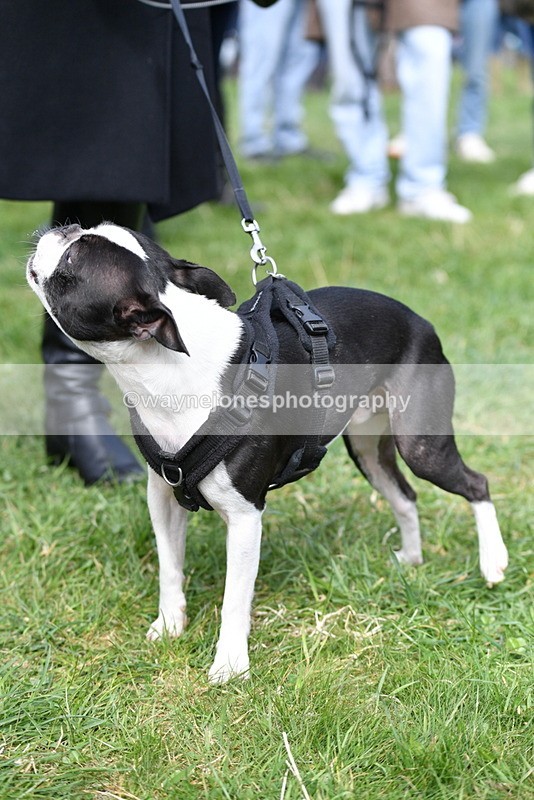 WJ5_0588 - Class 7 Best Terrier