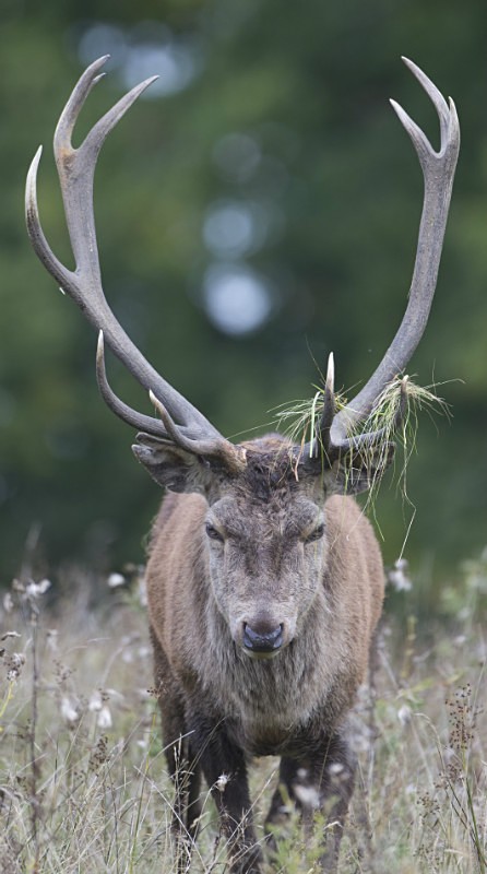 _H5X8650 Red Deer 'Rut' 2015 - New Deer Rut  2015