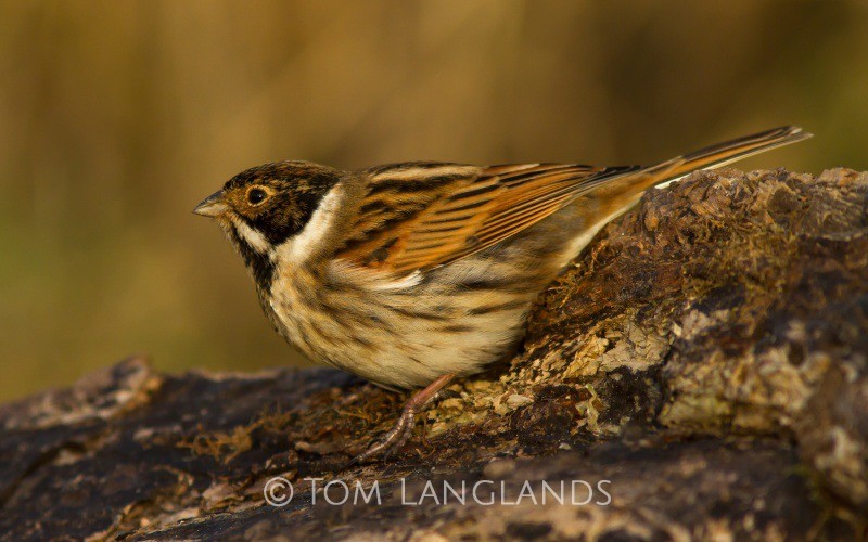 Reed Bunting - All Other Birds