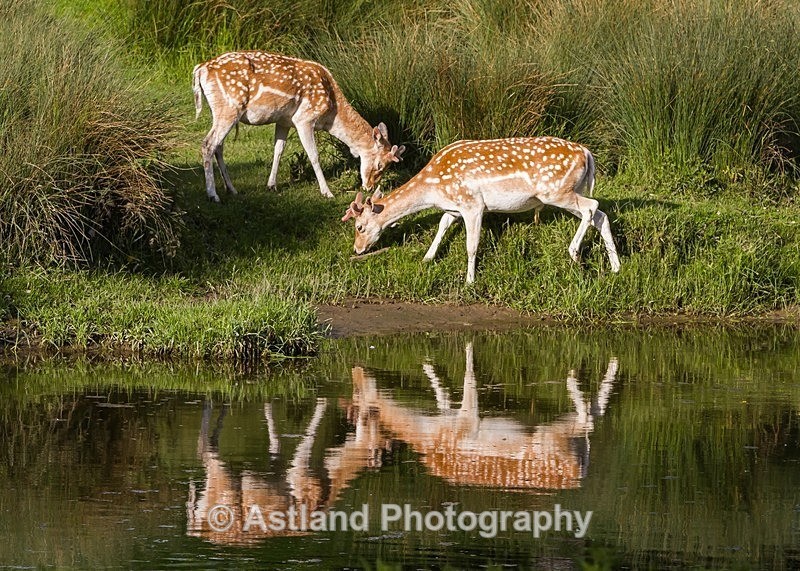 Astland Photography, Bird and Wildlife Images, Susan and Peter Wilson, U.K.