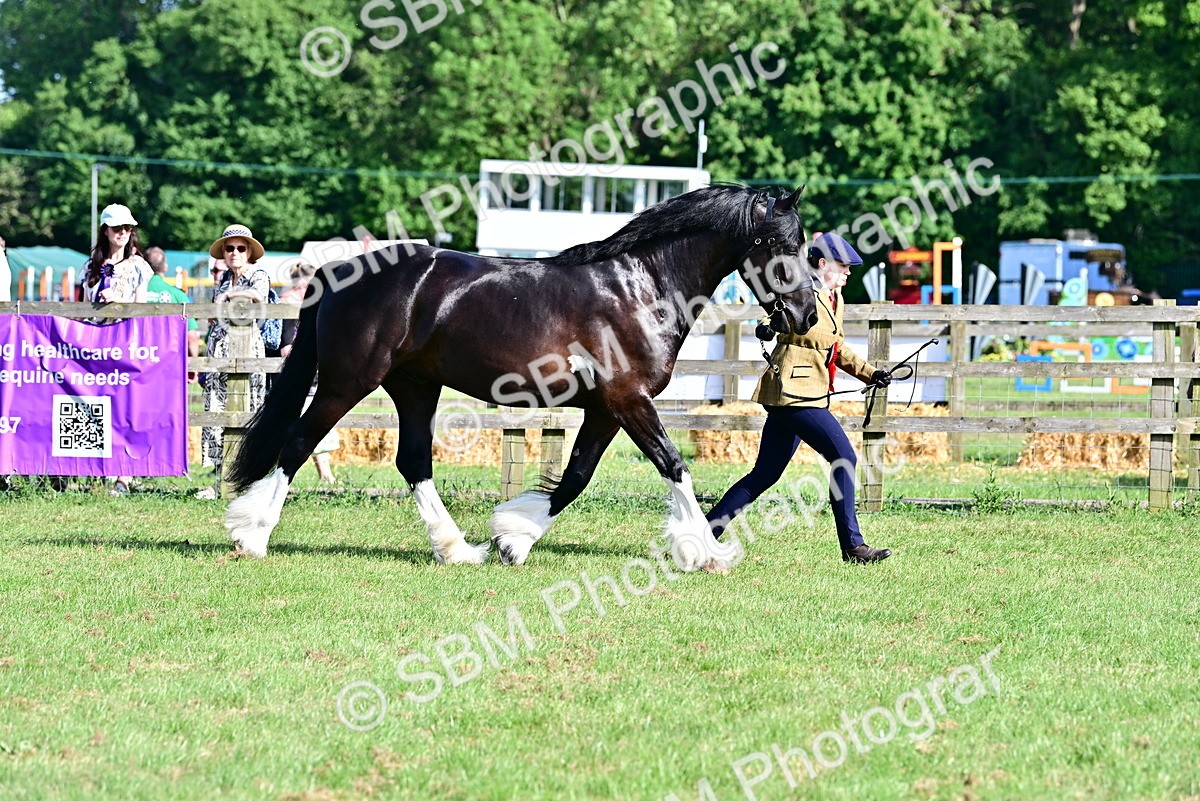 SBM_10147 - Class 63-65 - Traditional Gypsy Cobs In Hand & Ridden