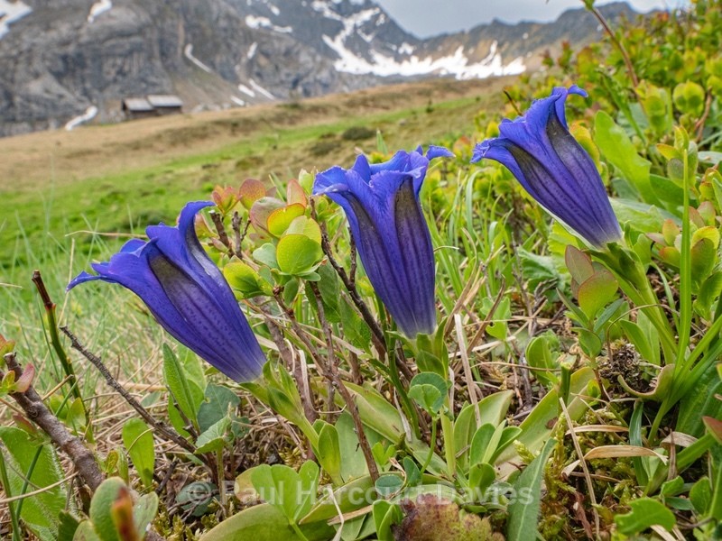 Trumpet gentian (Gentiana acaulis) - Flowers in the Landscape