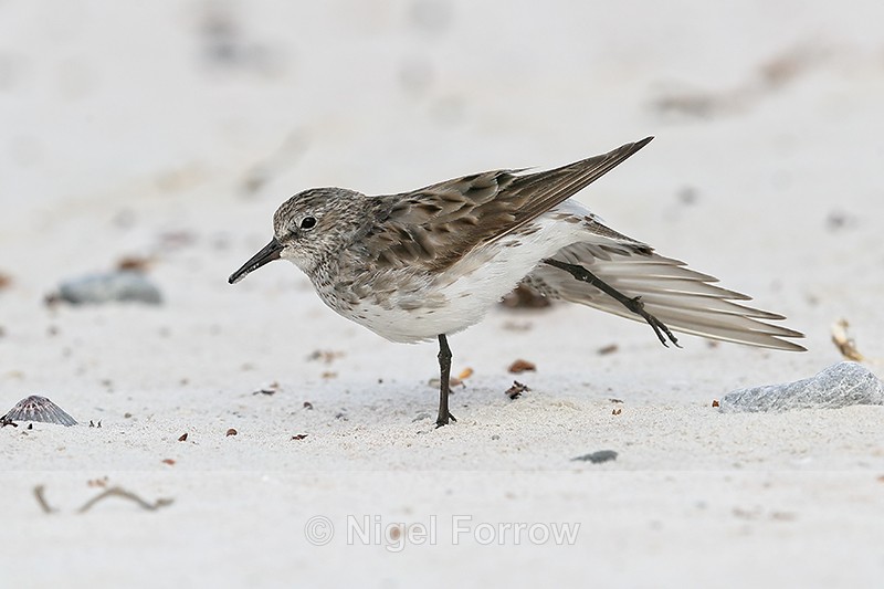 White-rumped Sandpiper stretches wing, Volunteer Point, Falklands - White-rumped Sandpiper