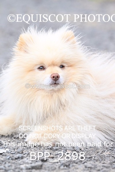 BPP_2898 - CLASS 7 Pony Discovery / 90cm Open