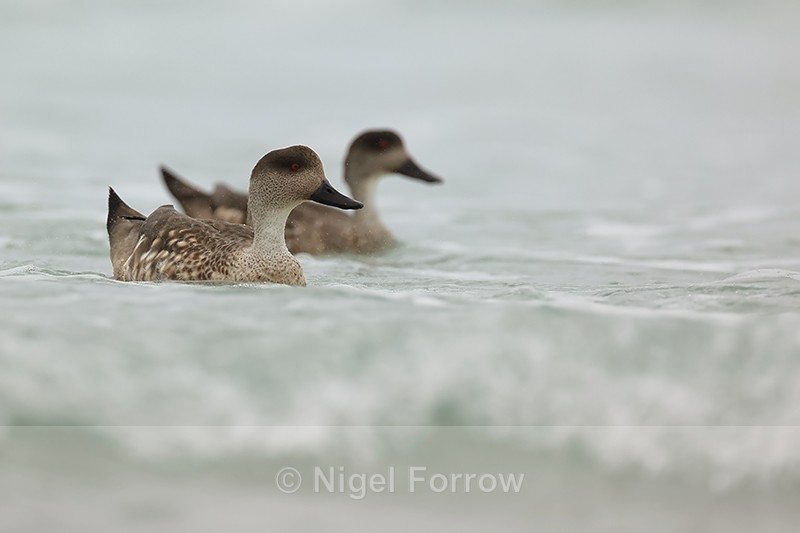 Crested Duck pair swimming together, Saunders Island, Falklands - Crested Duck