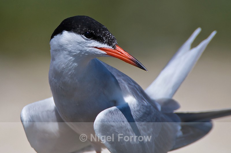 Common Tern close-up at Brownsea Island - Common Tern
