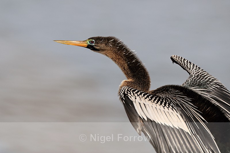 Anhinga close view, Viera Wetlands, Florida - Anhinga
