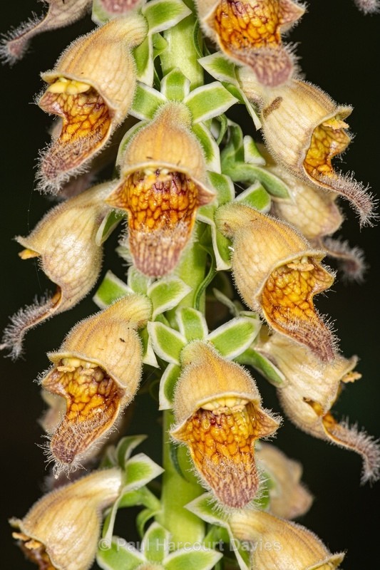 Rusty foxglove (Digitalis ferruginea) - Gargano - Wild Flowers