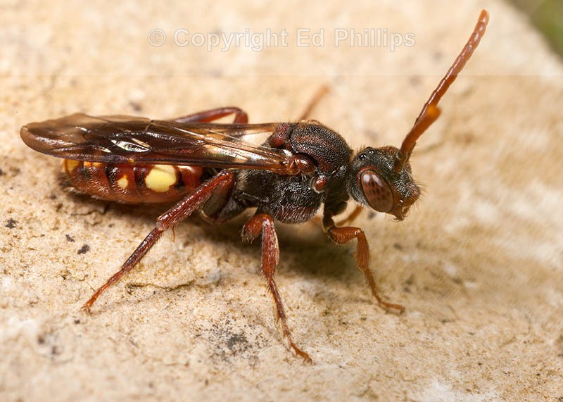 hirtipes female_03