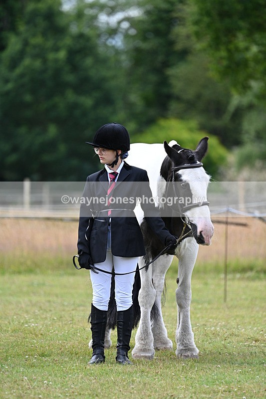 WJ7_7159 - Class 5a Most Handsome Gelding in Hand