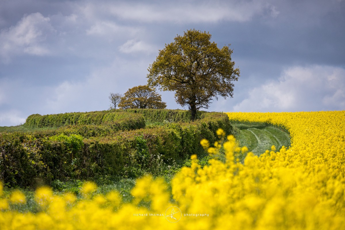 Yellow rondure - One2Tree