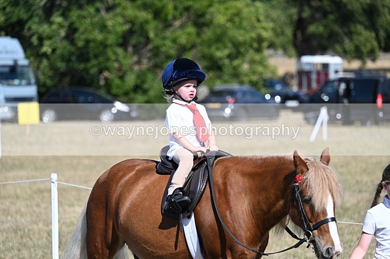 WJ7_1432 - Class 42 Most Handsome Gelding