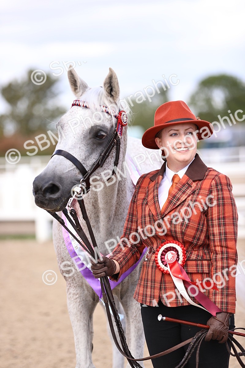 SBM_14411 - Class 412 - Handsomest Gelding (IH or Ridden)Adult