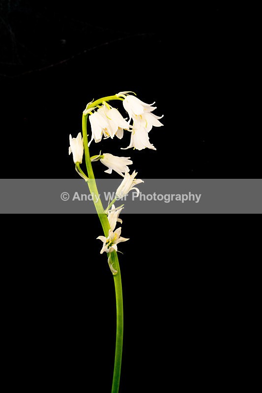 20130526-_MG_3890-1960 - Plants & Flowers