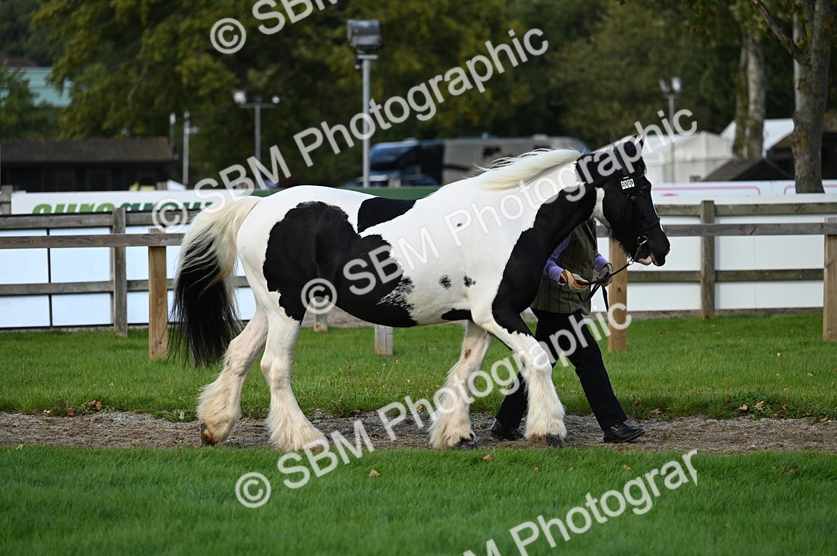 SBM_24950 - S5 - Novice & Newcomer In hand
