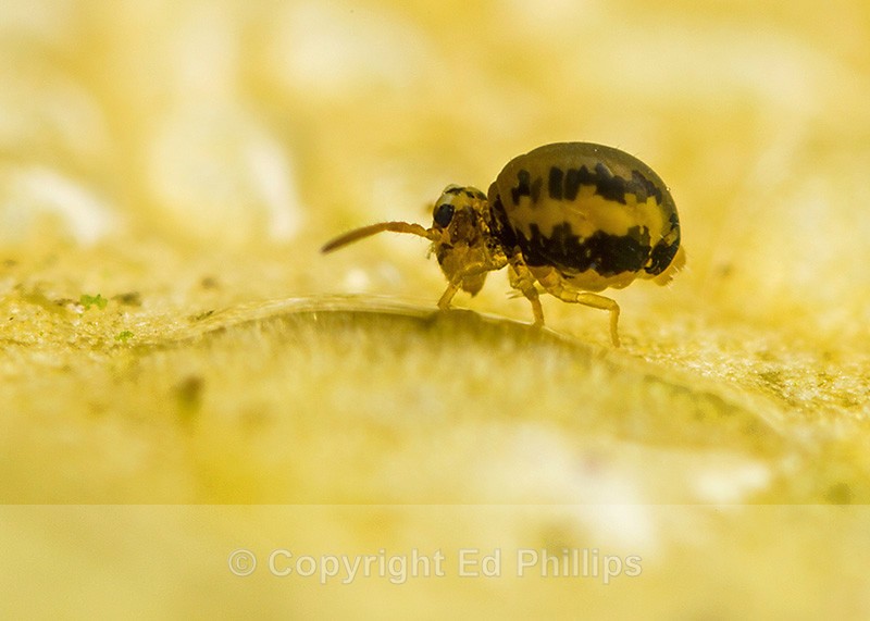 Sminthurinus elegans - Sminthurinus elegans