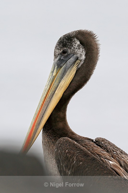 Peruvian Pelican close-up, Chile - Peruvian Pelican