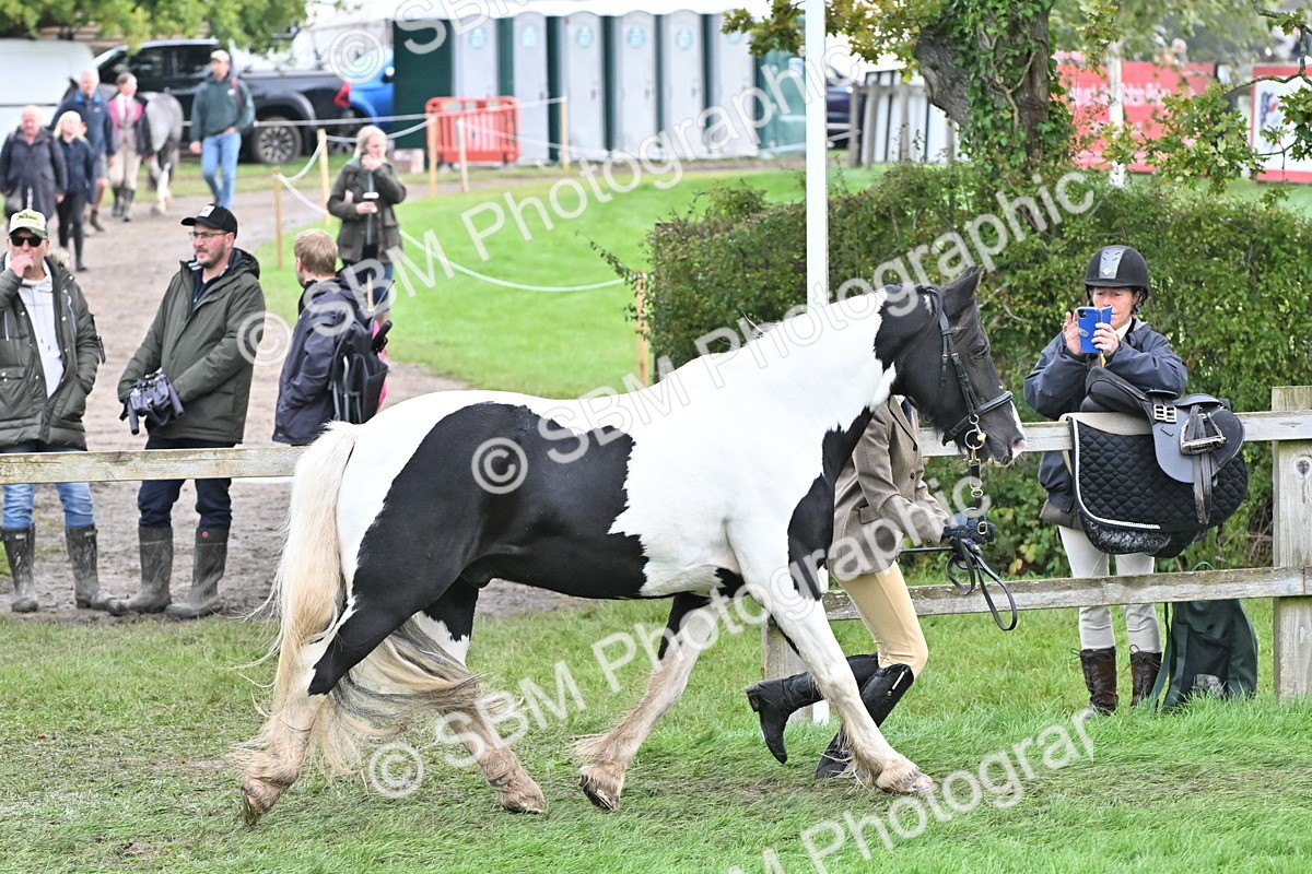 SBM_56882 - S45 - Coloured Pony In Hand