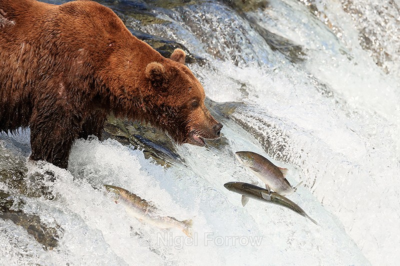 Grizzly Bear and three jumping salmon close by, Brooks Falls, Alaska - Brown Bear