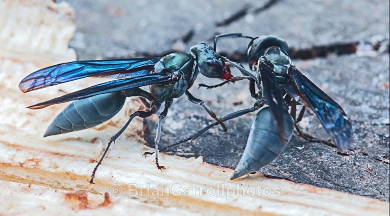 IMG_5866 Black wasps fighting, Costa Rica