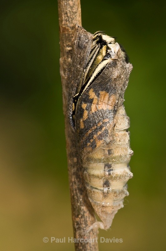  - Bugs: Butterflies