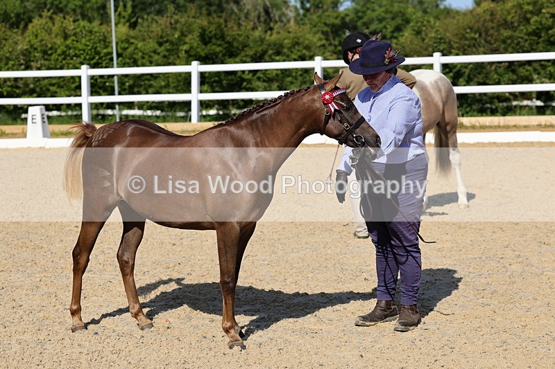 1X9A0663 - Class 3: Youngstock 1, 2, 3 year old not to exceed 153cm