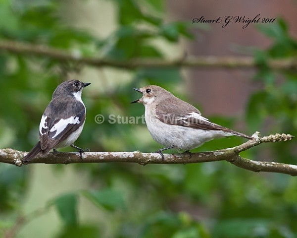 220 - Flycatchers, Redstarts & Stonechats
