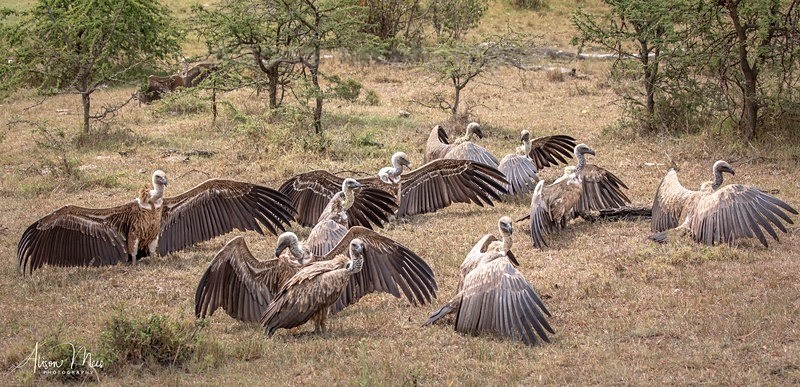  - African Safaris