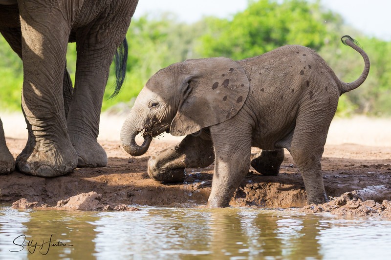Elephant Baby 26