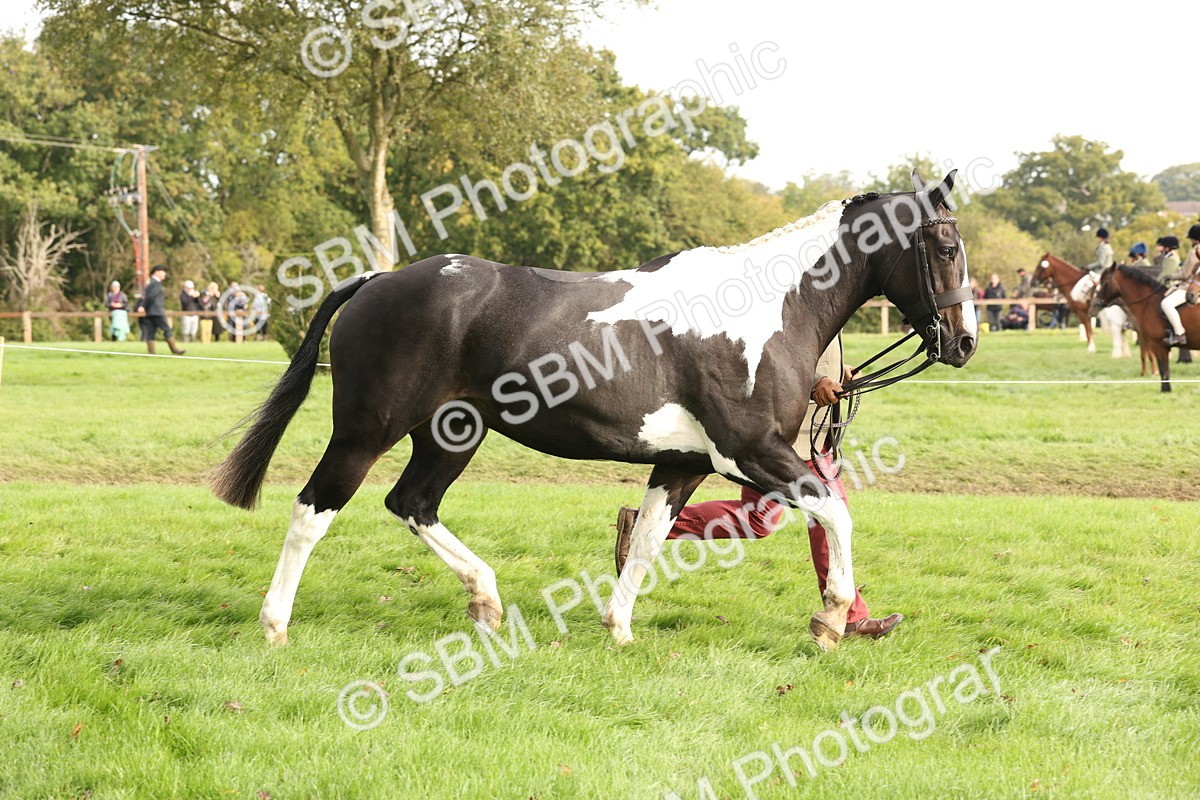SBM_56789 - S54 - Piebald & Skewbald Horse In Hand